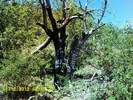 photo thumbnail #12