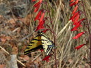 photo thumbnail #11
