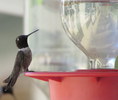 photo thumbnail #8