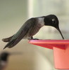 photo thumbnail #9