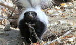 photo thumbnail #6