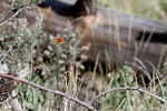 photo thumbnail #7