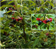 photo thumbnail #14