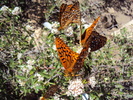 photo thumbnail #9