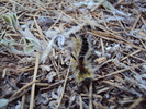 photo thumbnail #1