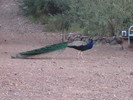 photo thumbnail #6