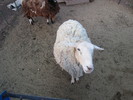 photo thumbnail #9