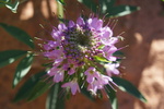 photo thumbnail #6