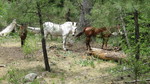 photo thumbnail #14