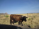 photo thumbnail #1