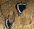 photo thumbnail #14
