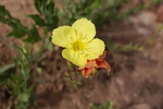 photo thumbnail #14