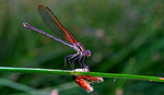 photo thumbnail #14