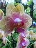 photo thumbnail #15