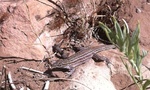 photo thumbnail #1