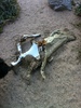 photo thumbnail #5