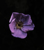 photo thumbnail #11