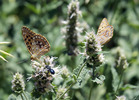 photo thumbnail #15