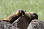 photo thumbnail #15