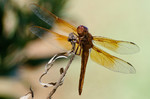 photo thumbnail #3
