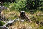 photo thumbnail #15