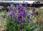 photo thumbnail #13