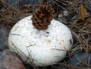 photo thumbnail #14