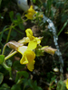 2012-07-01 :1: Meadow Trail #5A :: cindyl