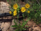 photo thumbnail #4