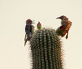 photo thumbnail #2