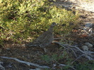 photo thumbnail #12
