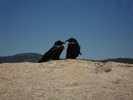 photo thumbnail #10