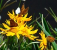 photo thumbnail #7
