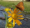 photo thumbnail #10