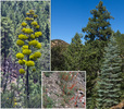 2012-06-30 :1: Carr Peak - Comfort Springs Loop :: tibber