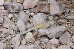 photo thumbnail #13