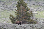 2012-06-18 :: Yellowstone :: LittleKnee