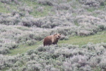 2012-06-18 :: Yellowstone :: LittleKnee