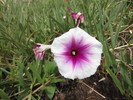photo thumbnail #2