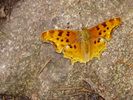 photo thumbnail #10