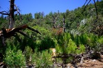 photo thumbnail #4