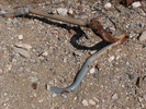 photo thumbnail #8