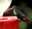 photo thumbnail #7