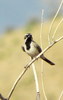 photo thumbnail #14