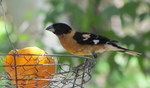 photo thumbnail #2