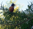 photo thumbnail #7