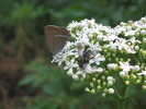 photo thumbnail #15