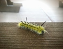 photo thumbnail #1