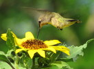 photo thumbnail #3