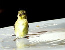 photo thumbnail #11